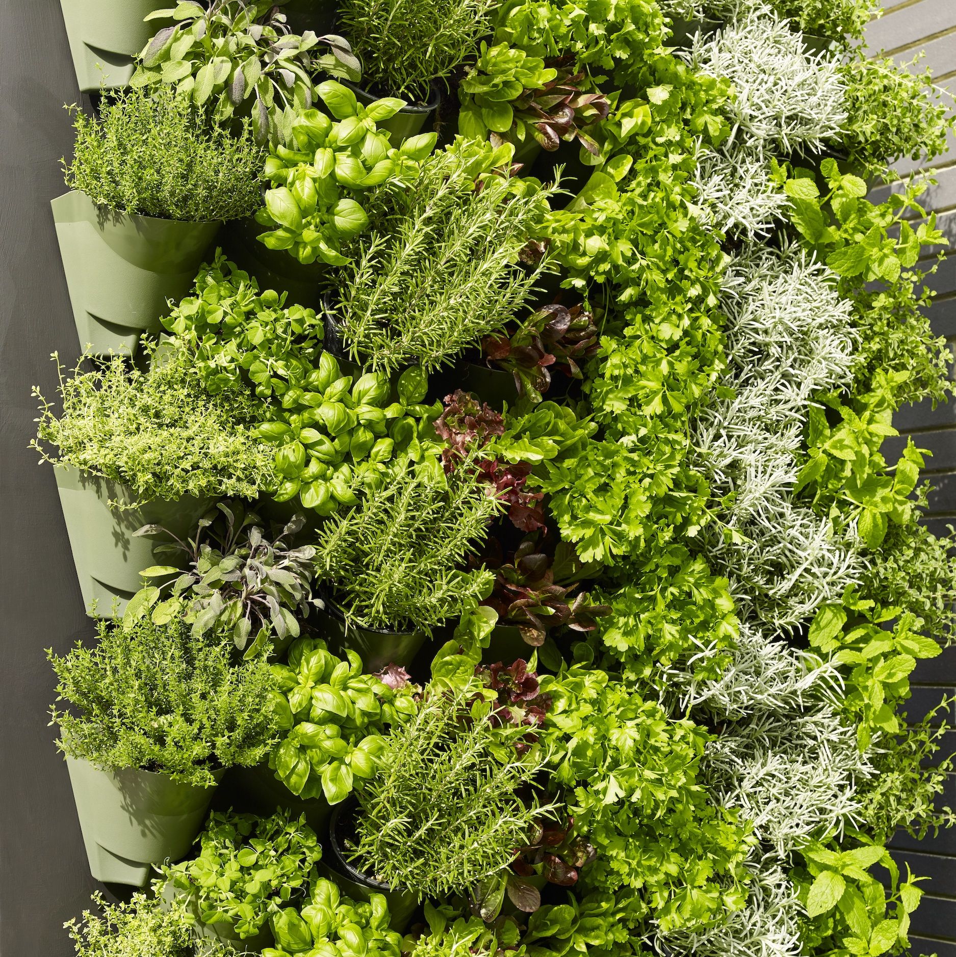 Dobbies living wall